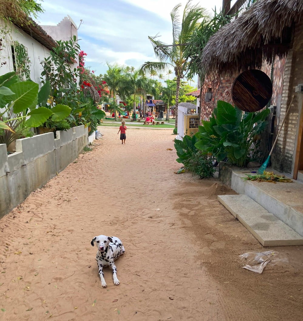 A dog lying down in the middle of a sandy road